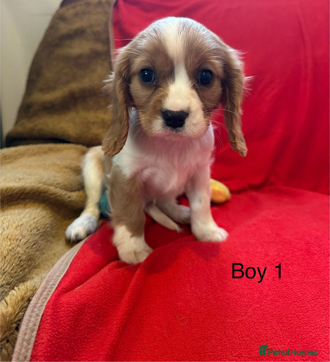 Cavalier King Charles Spaniel dogs for sale: Gorgeous Cavalier King Charles Spaniel puppies - Advert 20