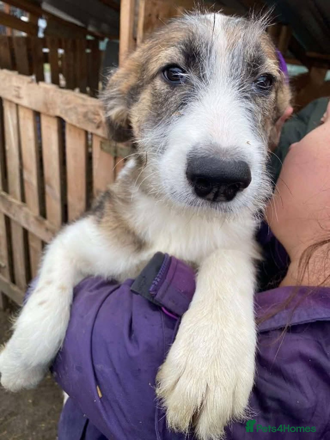 Mixed Breed dogs for adoption: Meet Patch, currently residing in Essex  - Advert 3