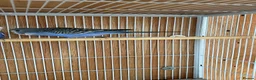 Budgerigars birds for sale: Baby budgie for sale 2 to 3 months  in Gravesend - Advert 3