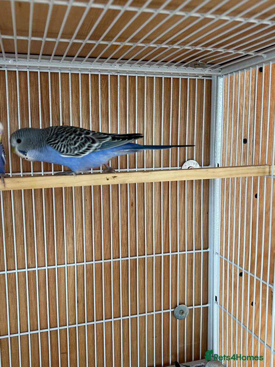 Budgerigars birds for sale: Baby budgie for sale 2 to 3 months  in Gravesend - Advert 3