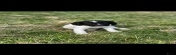 English Springer Spaniel dogs for sale: Springer Spaniel Puppies in Scunthorpe - Advert 3