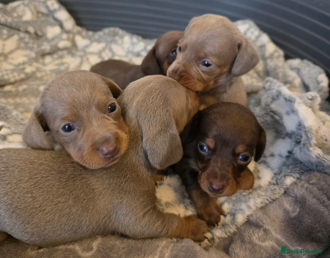 Miniature Dachshund dogs for sale: KC Registered Miniature Dachshund Puppies  - Advert 1