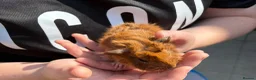 Guinea Pig rodents for sale: Guinea pigs - Advert 3