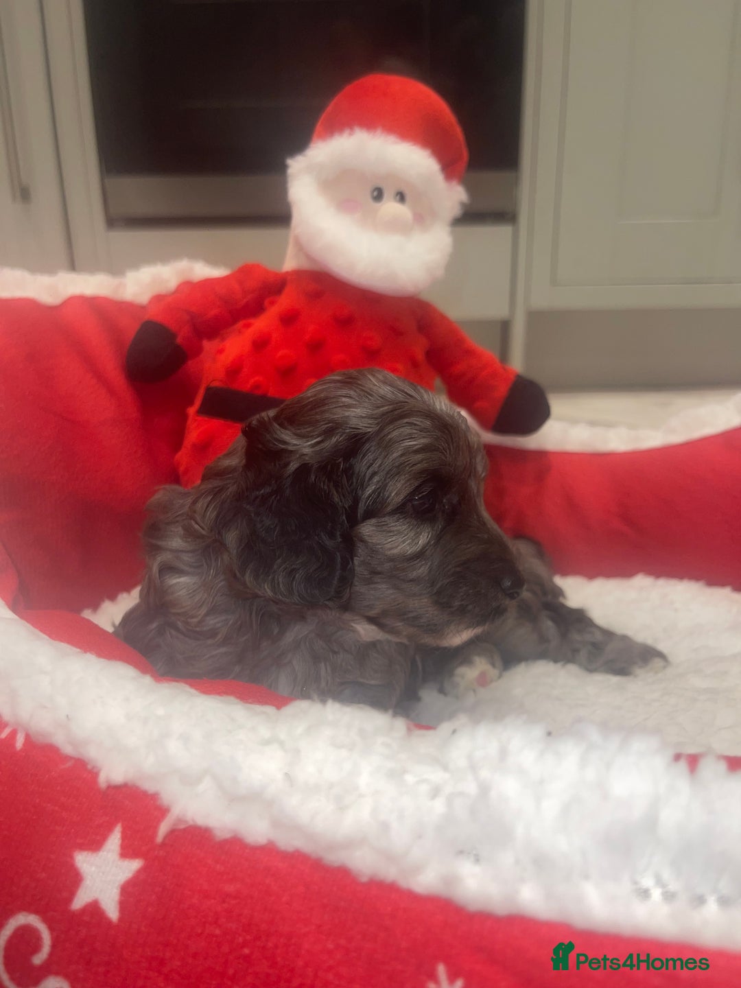 Cockapoo dogs for sale: Cockerpoo FB1 ready to leave  **  Eve  - Advert 19