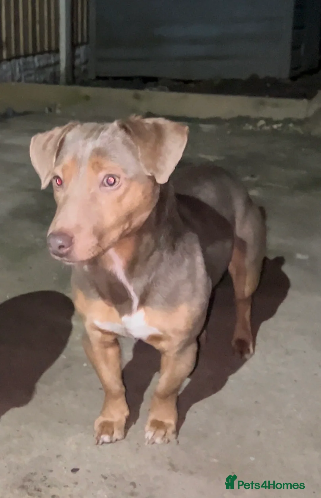 Jack Russell dogs for stud: DONJACKS RANGER - imported lilac & tan stud dog in Doncaster - Advert 3