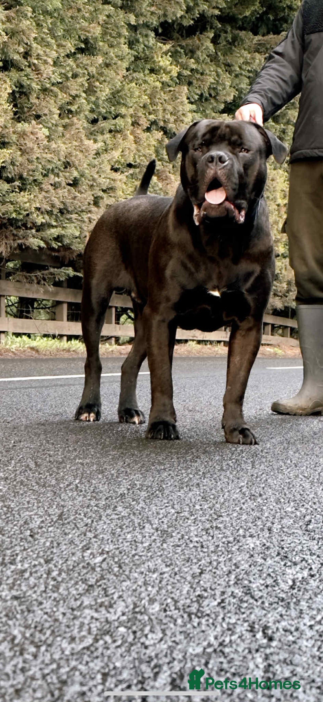 Mixed Breed dogs for sale: Bullmastiff male  - Image 1