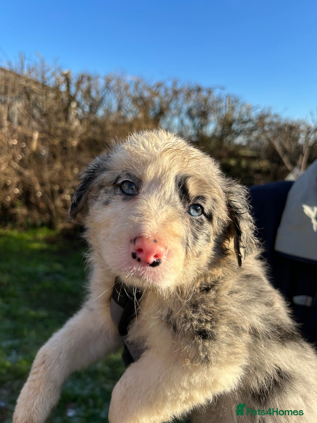 Border Collie dogs for sale: BEAUTIFUL BORDER COLLIE PUPS - Advert 9