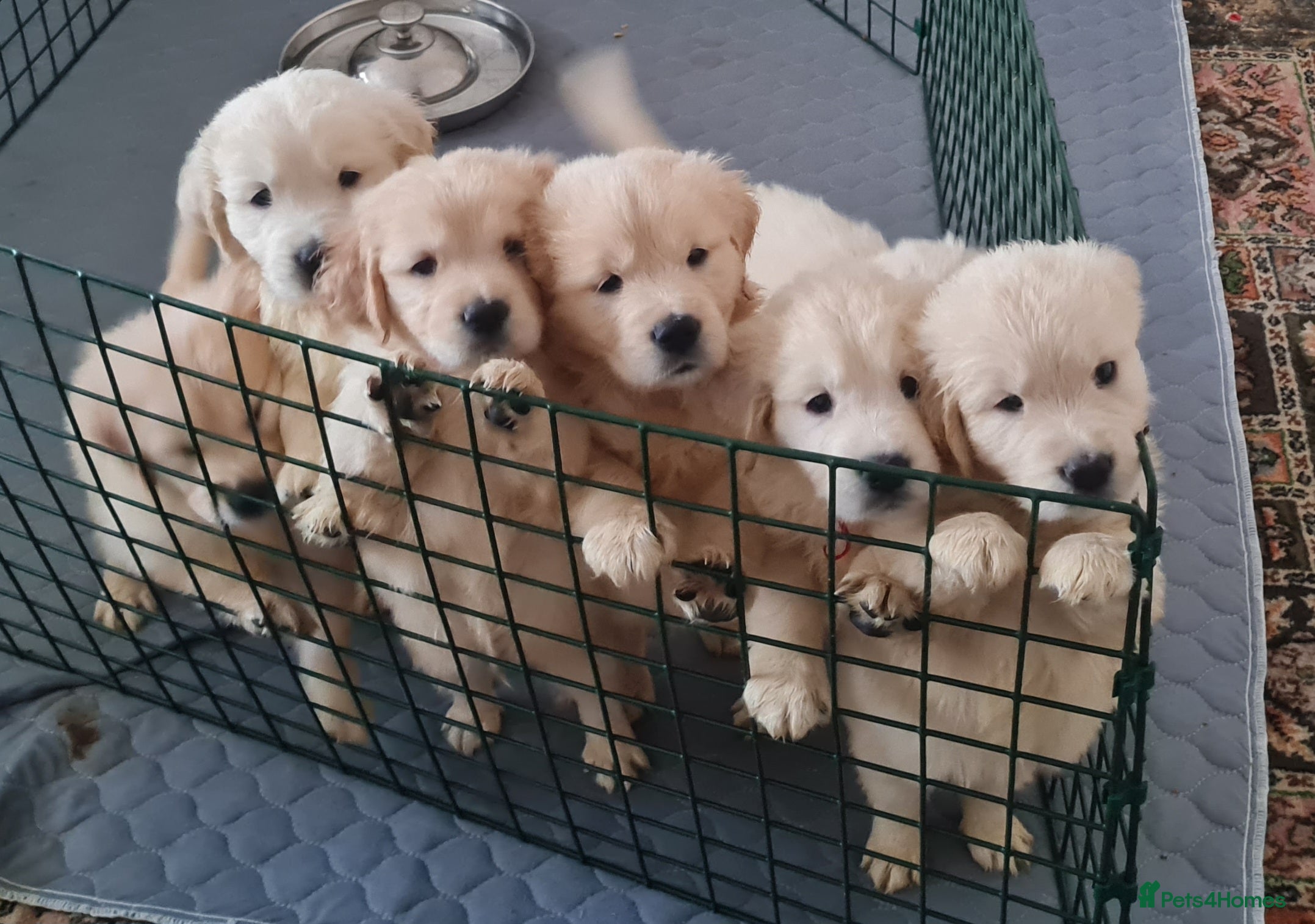 Golden Retriever dogs Golden Retriever Puppies - Advert 1