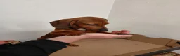 Jackshund dogs for sale: Jackhund pups in Wokingham - Advert 5