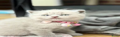 Scottish Fold Kitten 5
