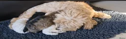 Maltipom dogs for sale: Maltipom  in Stoke-on-Trent - Advert 5