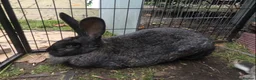 Continental Giant rabbits for sale: Continental Giant Baby Rabbits 3 Girls & 1 Buck - Advert 9