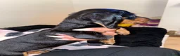 Miniature Dachshund dogs for sale: Tiny miniature dachshund puppies - Advert 6