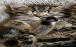 Mixed Breed cats for sale: Grey tabby & black kittens - Image 13