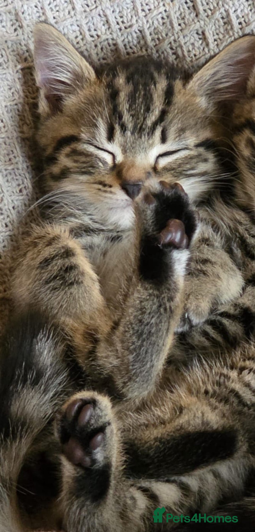 Mixed Breed cats for sale: Grey tabby & black kittens - Image 13