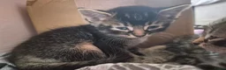 Mixed Breed cats for sale: 2 tabby kittens ready now - Advert 2