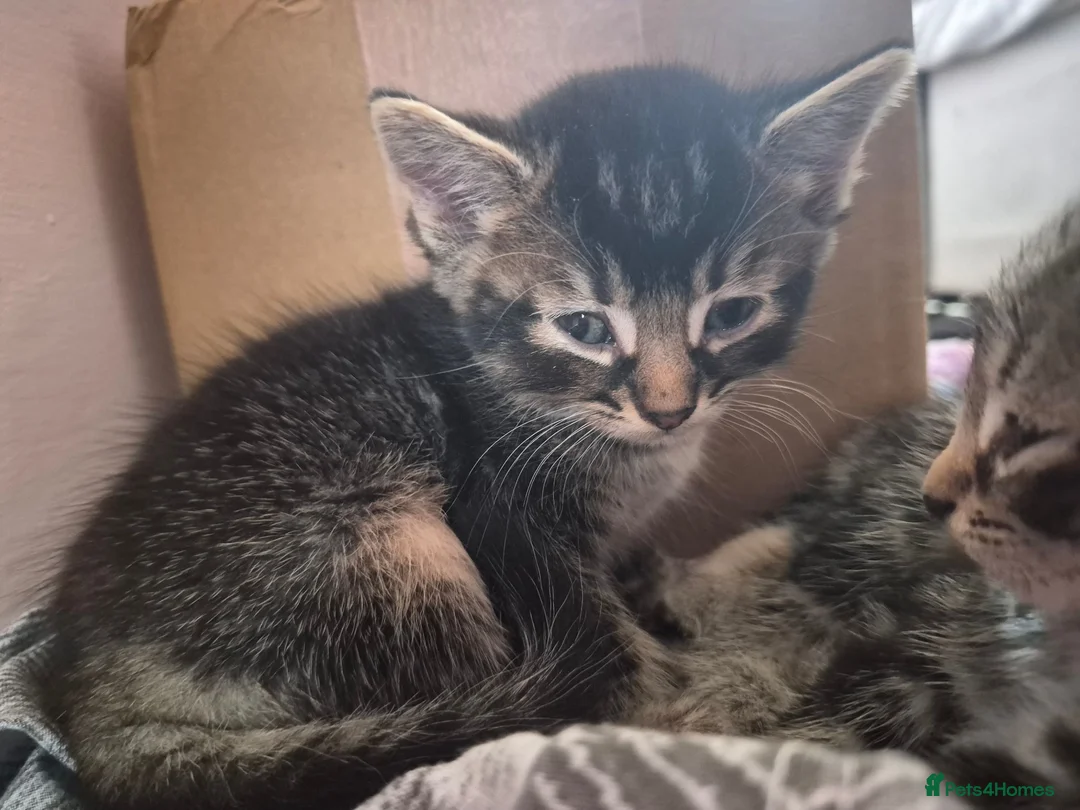 Mixed Breed cats for sale: 2 tabby kittens ready now - Advert 2