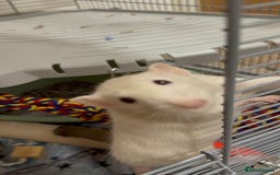 Rat rodents for sale: Male rat looking for new home with companion  - Image 6