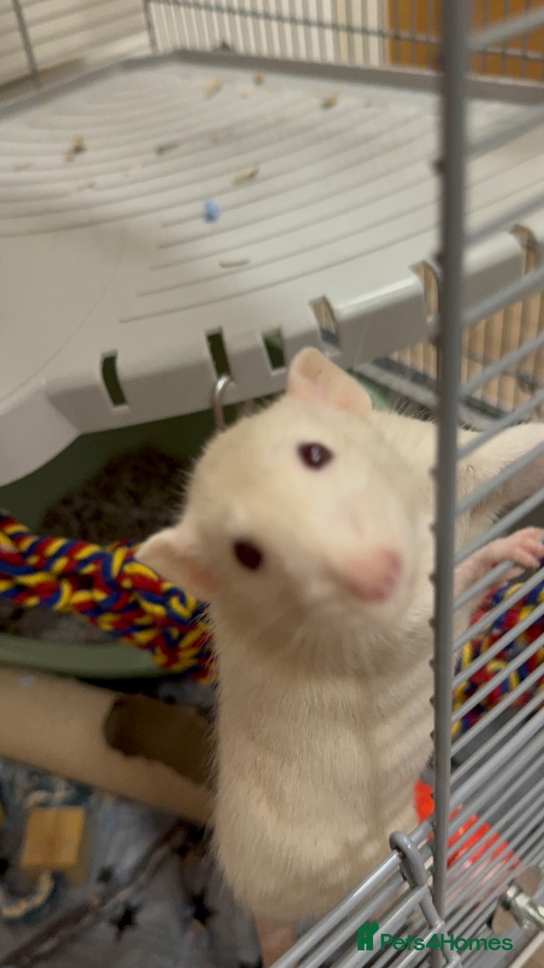 Rat rodents for sale: Male rat looking for new home with companion  - Image 6