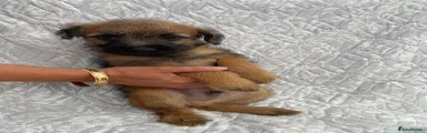 Border Terrier 1