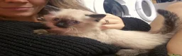 Mixed Breed cats for sale: Mixed Ragdoll babies in Alton - Advert 3