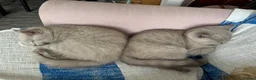 British Shorthair cats for sale: 💜 Lilac BSH Boys – Ready for Their Forever Homes in Dartford - Advert 34
