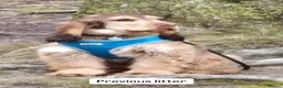 Cocker Spaniel dogs for sale: SHOW COCKER SPANIELS in Epping - Advert 10
