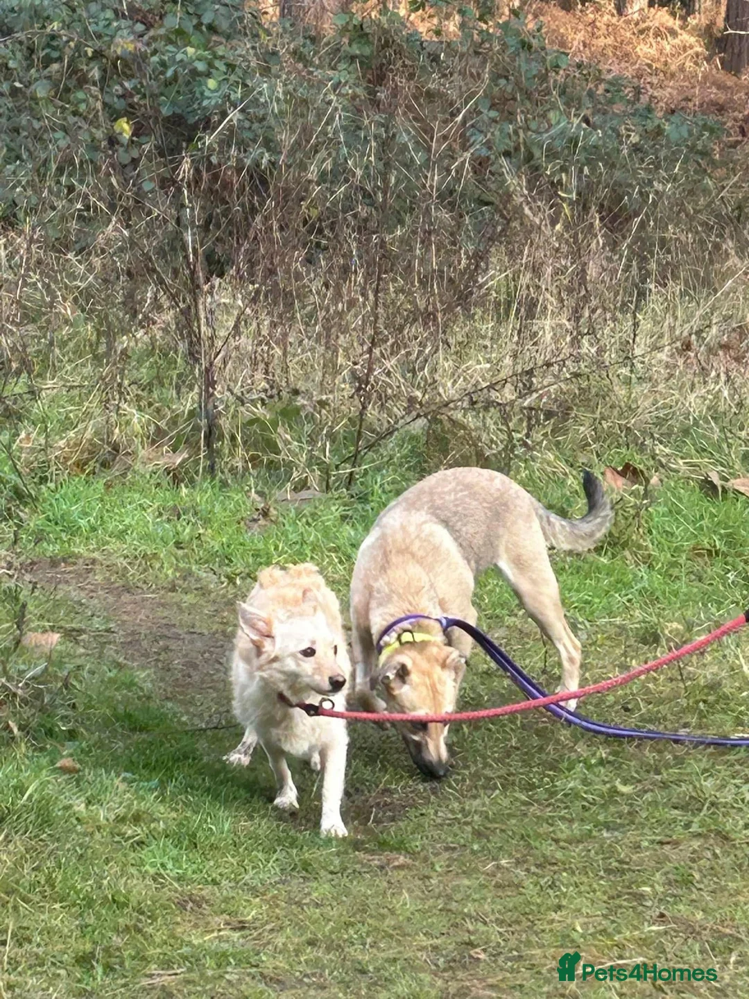 Mixed Breed dogs for adoption: Winnie - Norwich Norfolk  in Norwich - Advert 4