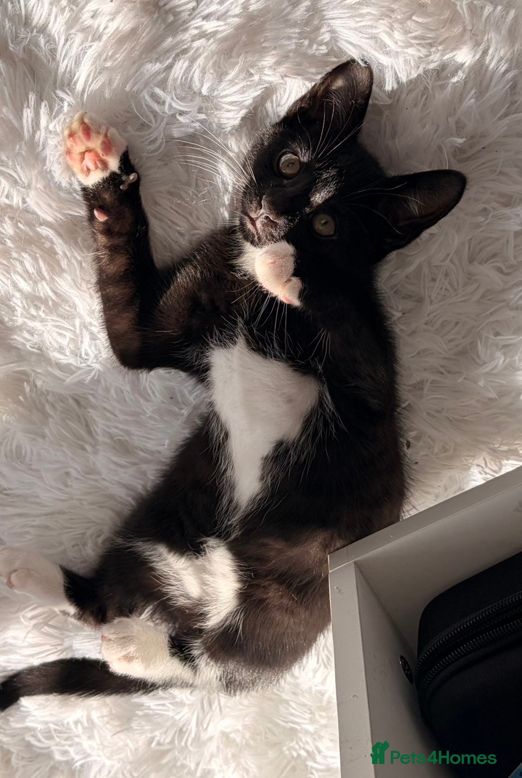 Mixed Breed cats FREE TO GOOD HOME  - Advert 6
