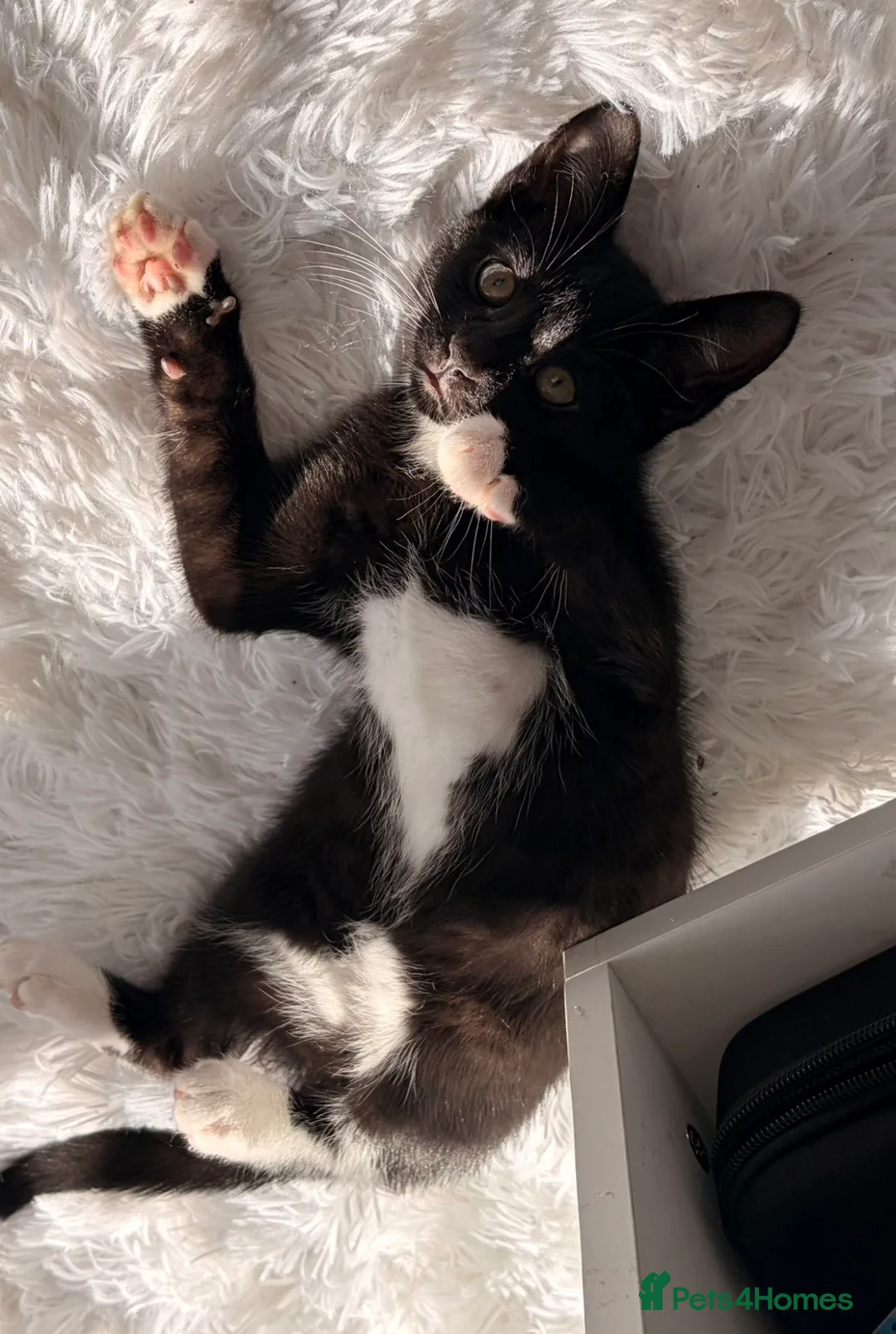 Mixed Breed cats for sale:  **   in Birkenhead - Advert 1