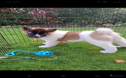 Akita dogs for sale: Beautiful KC registered Akitas  - Image 6