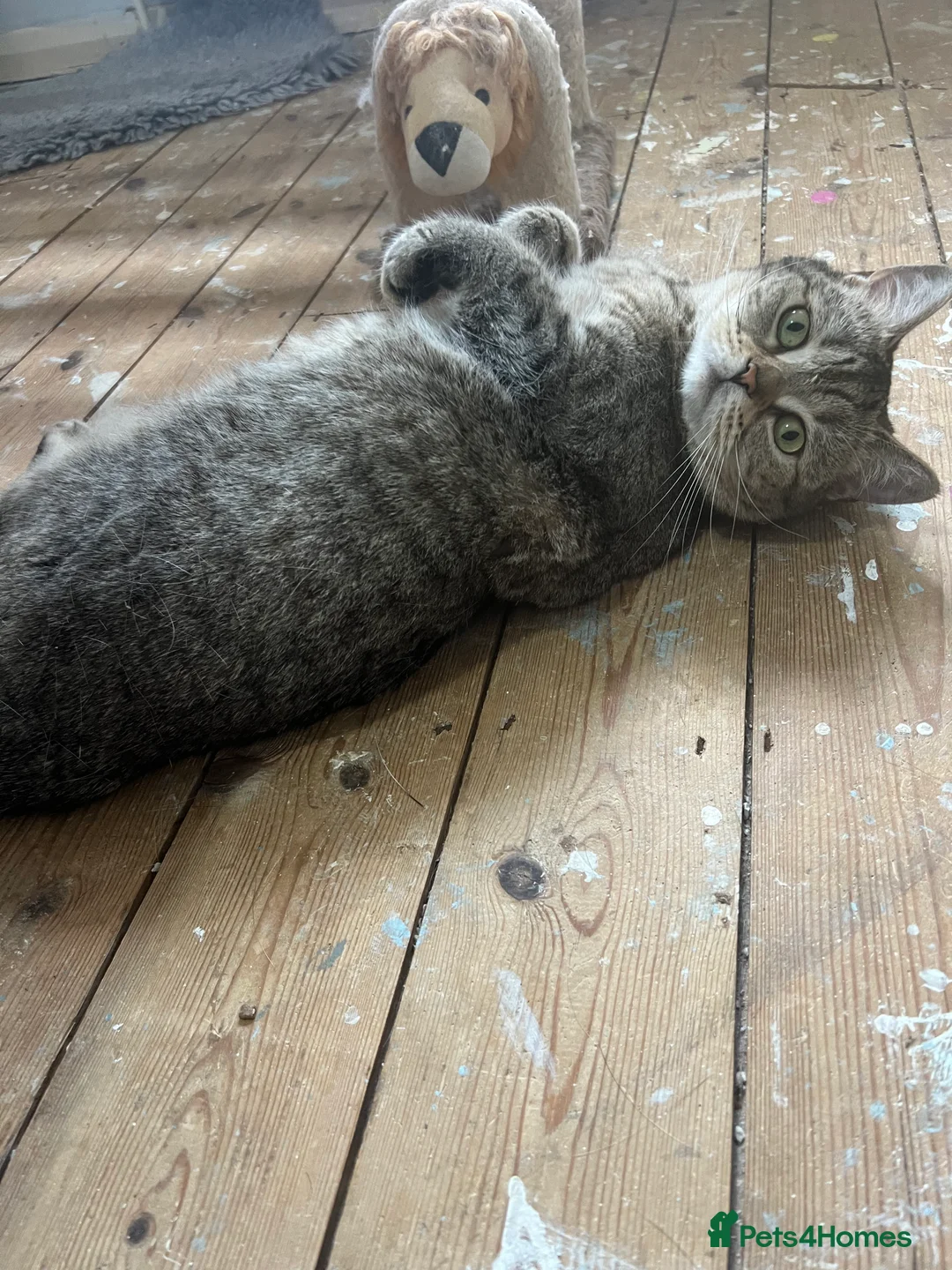Scottish Fold cats for sale: Most loving Scottish Straight needs loving home - Advert 2