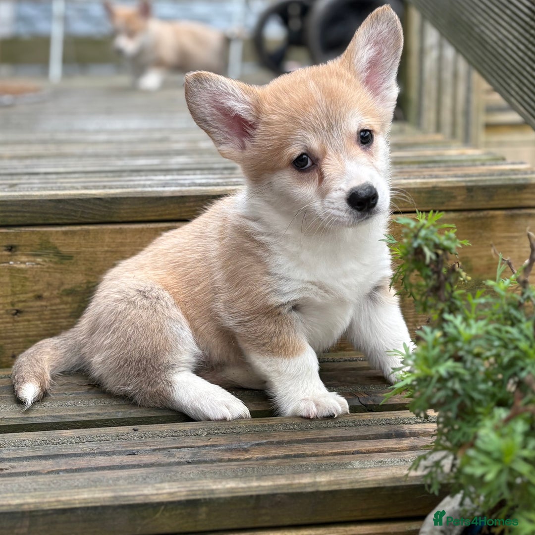 Welsh Corgi Pembroke dogs for sale: Outstanding Pembrokeshire Corgi Puppies  - Image 9