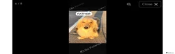 Miniature Dachshund dogs for sale: Miniature Dachshund  - Advert 2