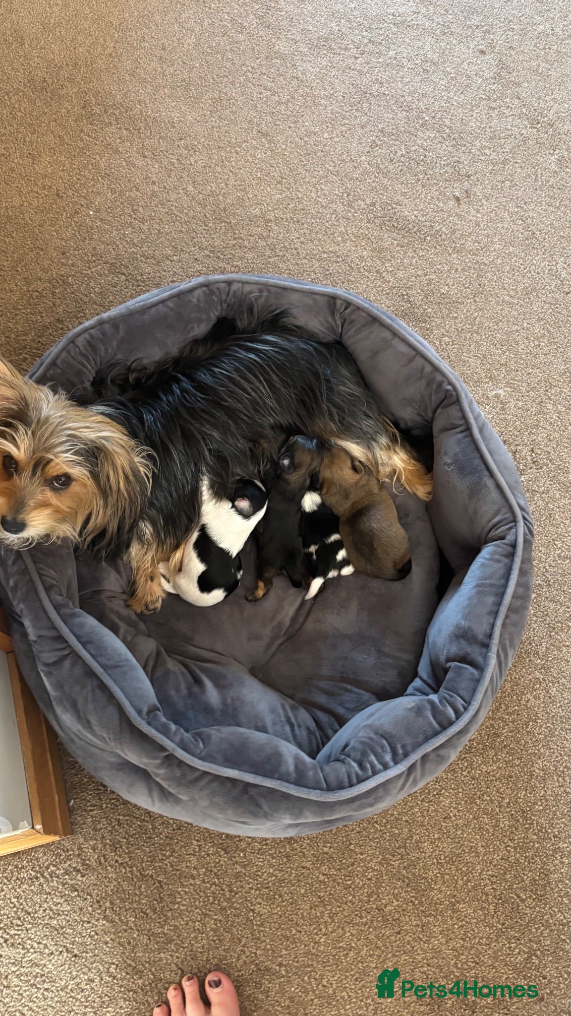 Yorkshire Terrier dogs RARE PARTI YORKSHIRE TERRIER  - Advert 3