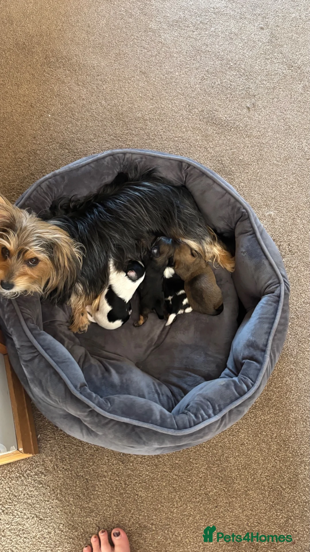 Yorkshire Terrier dogs for sale: RARE PARTI YORKSHIRE TERRIER  in Dunfermline - Advert 1