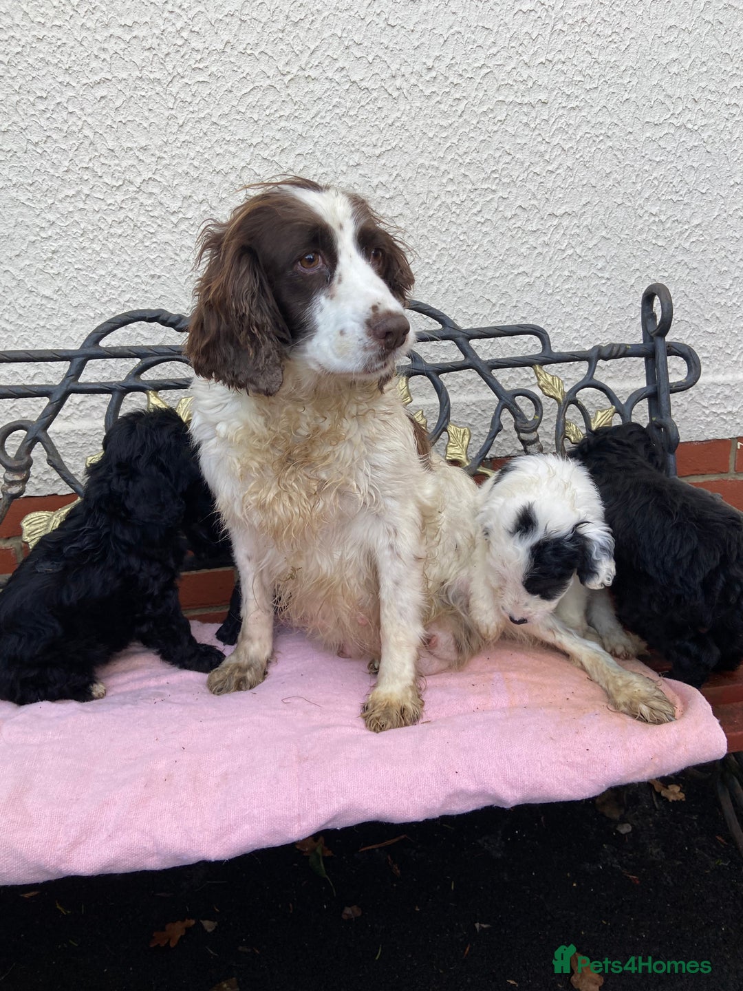 Cockapoo dogs for sale: F1 cockapoo puppies  - Advert 2