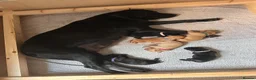 Labrador Retriever dogs for sale: Stunning KC registered Red & Black puppies - Advert 22