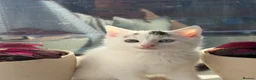 Mixed Breed cats for sale: RareOddEyedKittenBlueGreenFull StarterKit Included in London - Advert 5
