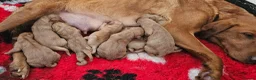 Labrador Retriever dogs for sale: 10 FOX RED KC LABS WITH HEALTH TESTED PARENTS - Advert 27
