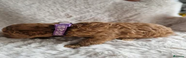Purple collar girl 