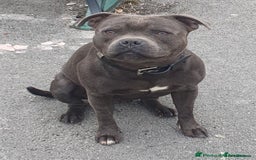 Staffordshire Bull Terrier dogs for sale: Adorable champion bred black staffys puppy's  - Image 11