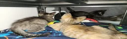 Bengal cats for sale: Mixed litter - Advert 5