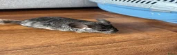 Chinchilla rodents for sale: Baby chinchillas - Advert 9