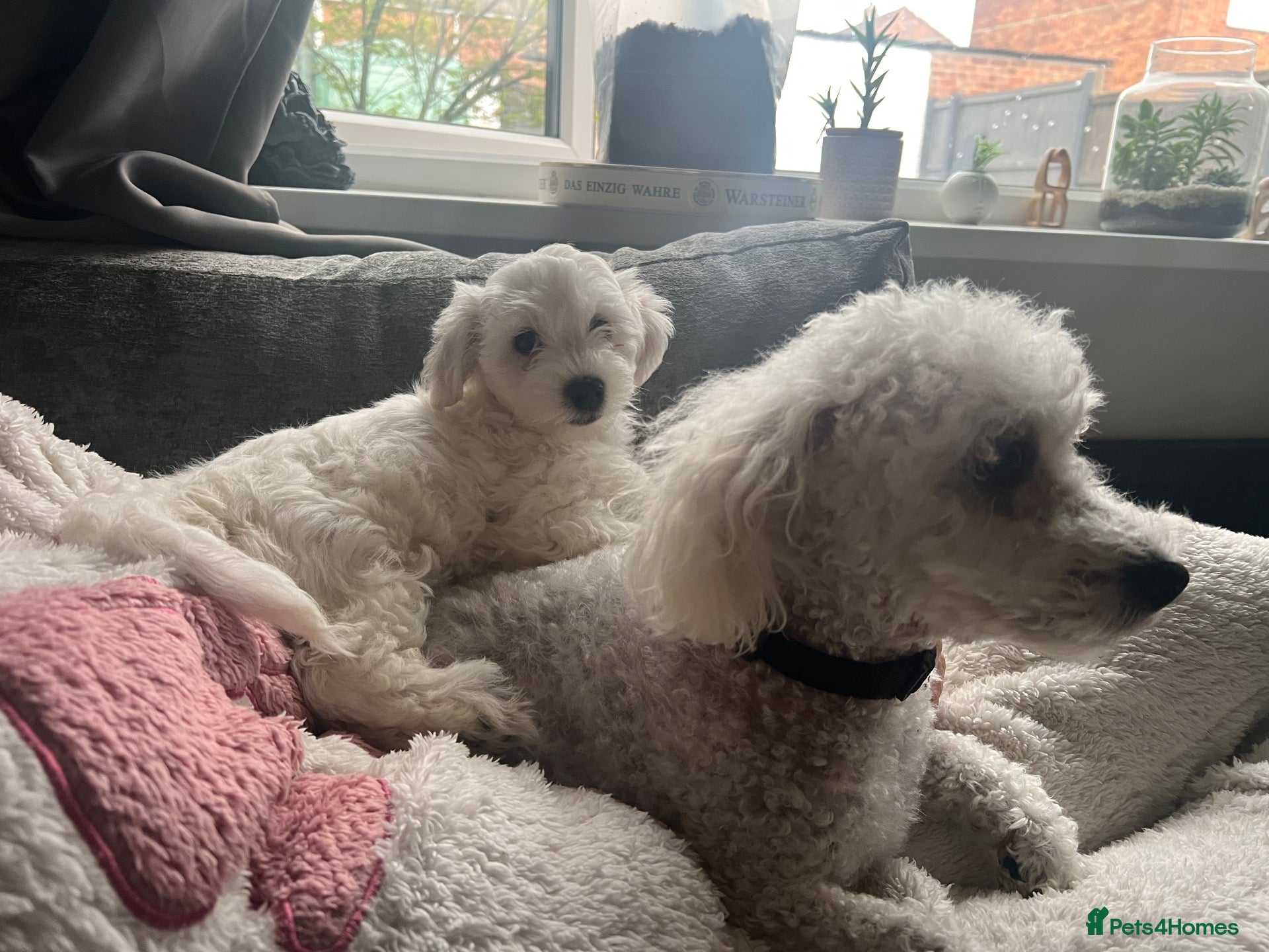 Mixed Breed dogs Dogs.   - Advert 12