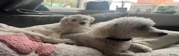 Mixed Breed dogs for sale: Dogs.   - Advert 1