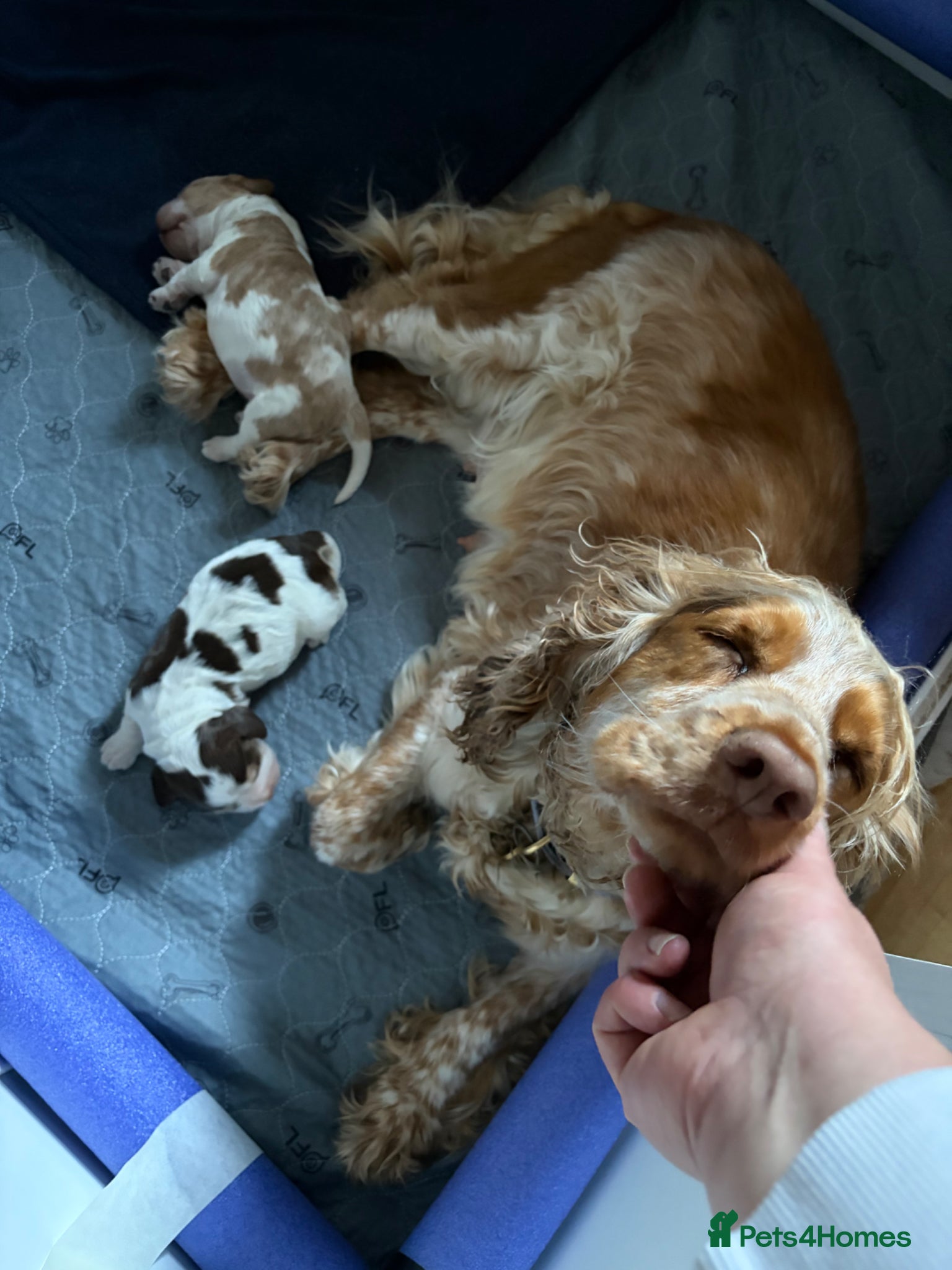 Cocker Spaniel dogs Lexies little litter  - Advert 2