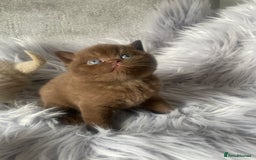 British Shorthair cats for sale: 🔥 BRITISH SHORTHAIR KITTENS BLUE BLACK LILAC CHOC - Image 11
