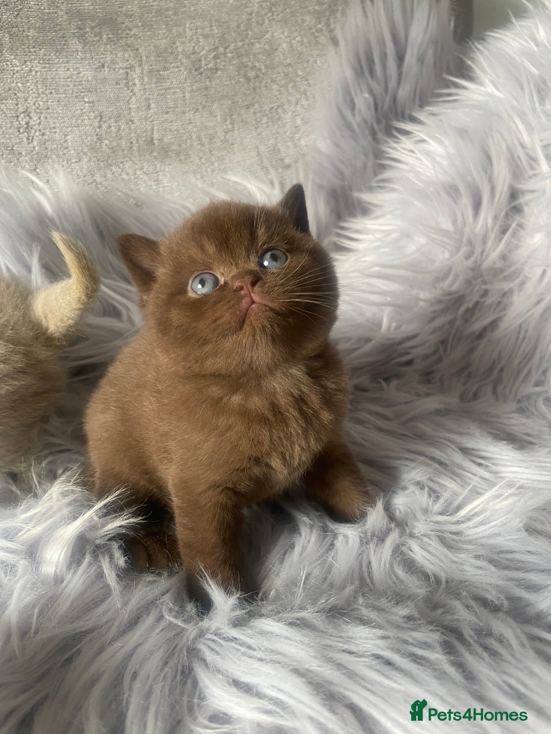 British Shorthair cats for sale: 🔥 BRITISH SHORTHAIR KITTENS BLUE BLACK LILAC CHOC - Image 11