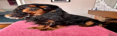 Cavalier King Charles Spaniel 1